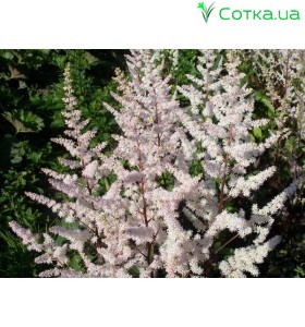 Астильба японска (Astilbe) (J)	Bronzelaub