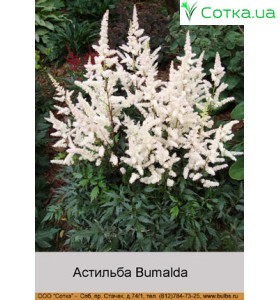 Астільба Арендса Bumalda