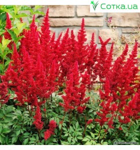 Астильба китайская (Astilbe) (C)	Cardinal