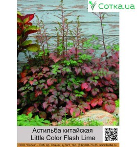 Астільба китайська Color Flash Lime