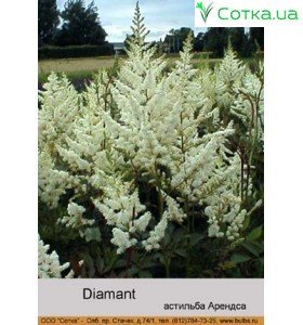 Астільба Diamant