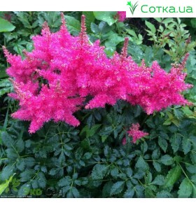 Астильба японська (Astilbe) (J)	Drum and Bass®