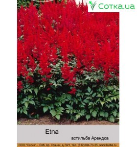Астильба Арендса Etna