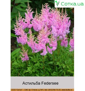 Астільба Арендса Federsee