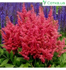 Астильба гібридна (Astilbe hybr.)	Fireberry®