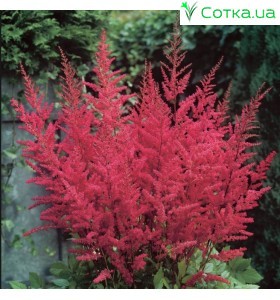 Астильба Арендса (Astilbe) (A)	Granat
