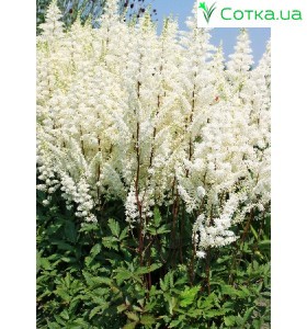 Астильба гибридная (Astilbe hybr.)	Happy Day®