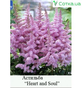 Астильба китайская Heart and Soul