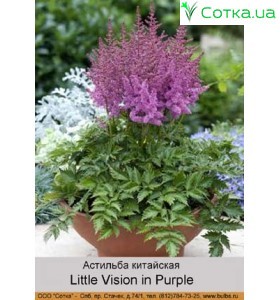 Астільба китайська Little Vision in Purple