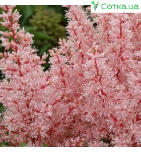 Астильба японська (Astilbe) (J)	Look at Me®