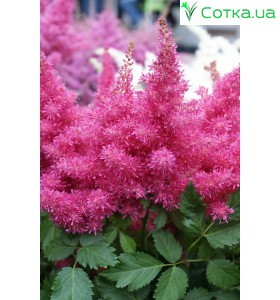Астильба гибридная (Astilbe hybr.)	Raspberry®
