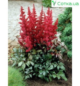 Астильба Арендса (Astilbe) (A)	Spartan