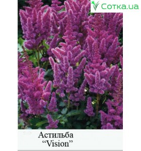 Астільба китайська Visions
