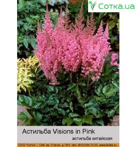 Астильба китайская Visions in Pink