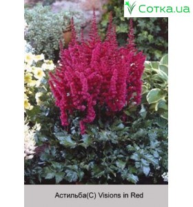 Астильба китайская Visions in Red