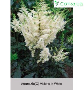 Астильба китайская Visions in White