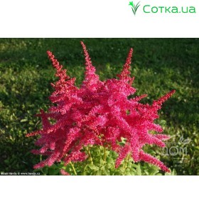 Астильба гібридна (Astilbe hybr.)	Younique Carmine®
