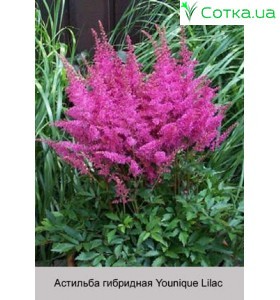 Астільба гібридна Younique Lilac