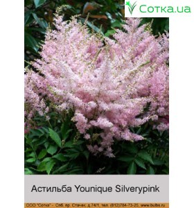 Астильба гибридная 	Younique Silverypink