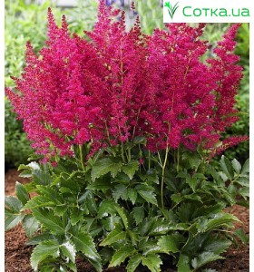 Астильба гибридная (Astilbe hybr.)	Younique Ruby Red®