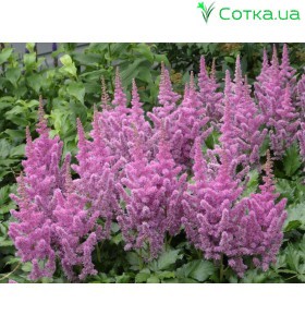 Астильба китайская (Astilbe) (C)	var. Taquetii