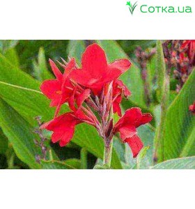 Кана (Canna)  	Briljant