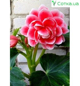 Бегония (Begonia) Camelia