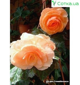 Бегонія (Begonia) Cascade Odorosa White Blush