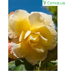 Бегония (Begonia) Cascade Odorosa Yellow Flame