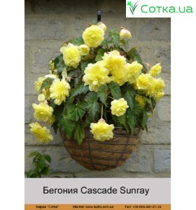 Ампельна Sunray