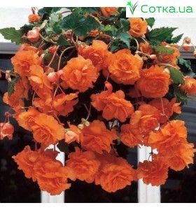  Бегонія ампельна (pend.) Cascade orange