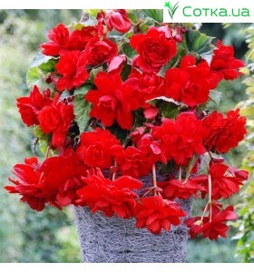 Ампельна Pendula Cascade scarletя 