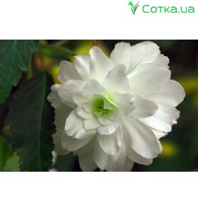  Бегонія ампельна (pend.) Cascade white 