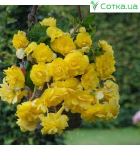 Бегонія ампельна (pend.) Cascade yellow