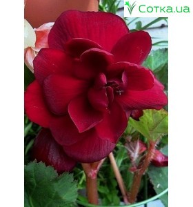 Бегония (Begonia) Double dark red