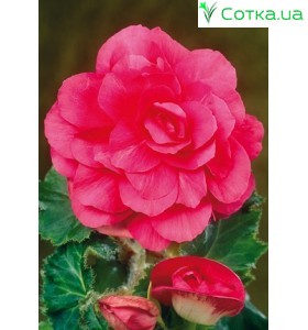 Бегония (Begonia) Double pink