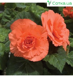 Махровая Double orange