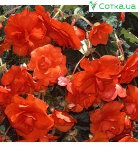  Бегонія махрова (dbl.) Double scarlet