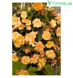 Бегония иллюмината Illumination apricot