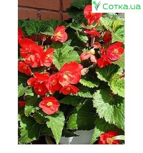 Бегонія (Begonia) Maxima Zwitserland