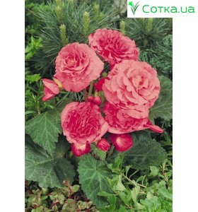 Бегонія (Begonia) Non Stop pink