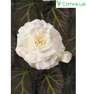 Бегонія (Begonia) Non Stop white
