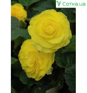 Бегонія (Begonia) Non Stop yellow