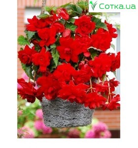 Бегонія ампельна Pendula Cascade scarlet