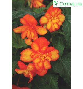 Бегонія ампельна (pend.)	Pendula orange