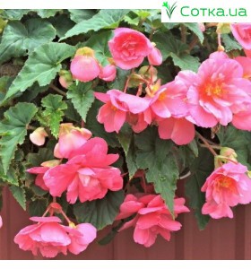 Бегонія ампельна (pend.)	Pendula pink