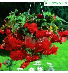 Бегонія ампельна (pend.) Pendula scarlet