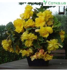 Бегонія ампельна (pend.) Pendula yellow