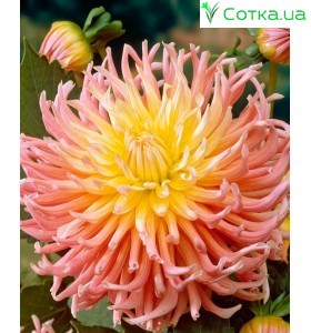 Георгіна напів-кактусова (semi cactus) Apricot Star 