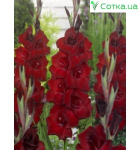   Гладіолус Cardinal
